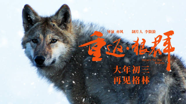 电影《重返·狼群》大年初三重映,李微漪携小狼格林回归草原|亦风|重返狼群|纪录片|制片人|最后一课_新浪娱乐_新浪新闻