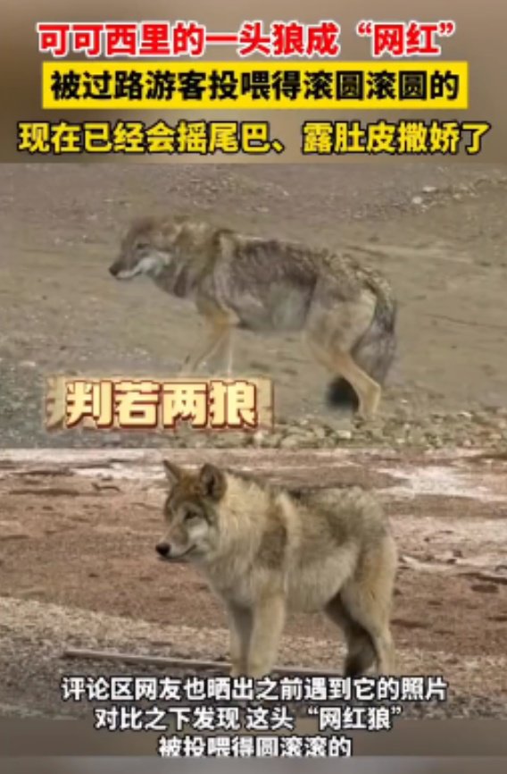 可可西里野狼被投喂变胖成“网红”,别让好奇和跟风催生了伤害|网红狼|青海省|青海|野生动物|人类_新浪新闻