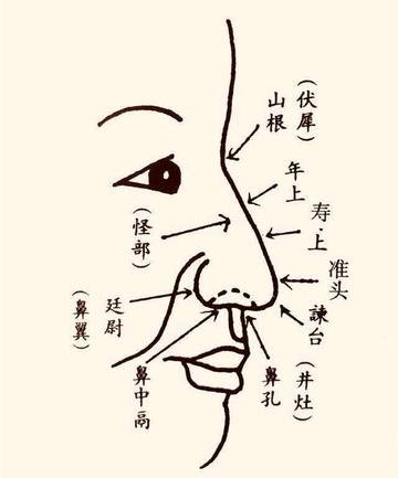 鼻相[面相术语之一]|相学|财运|犹太|准头|鼻子_新浪新闻