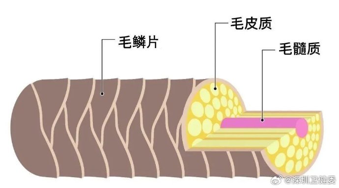 毛巾搓发易损伤毛鳞片加剧脱发|发际线|头皮|吹风机|发根|瘙痒_新浪新闻