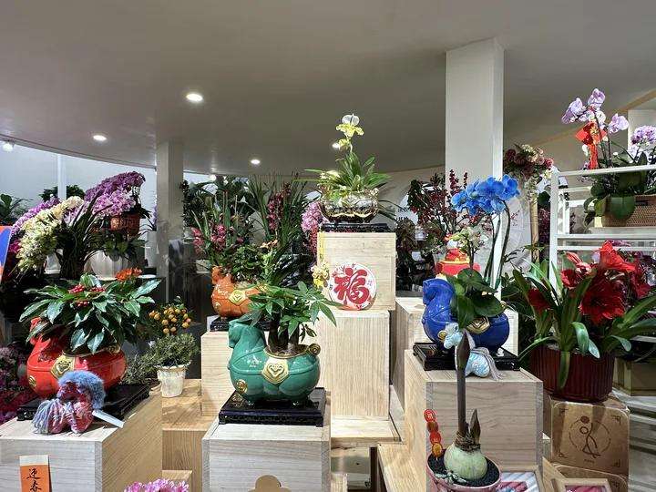 “五花马”系列盆栽颇受消费者喜爱。新京报记者 孙海光 摄