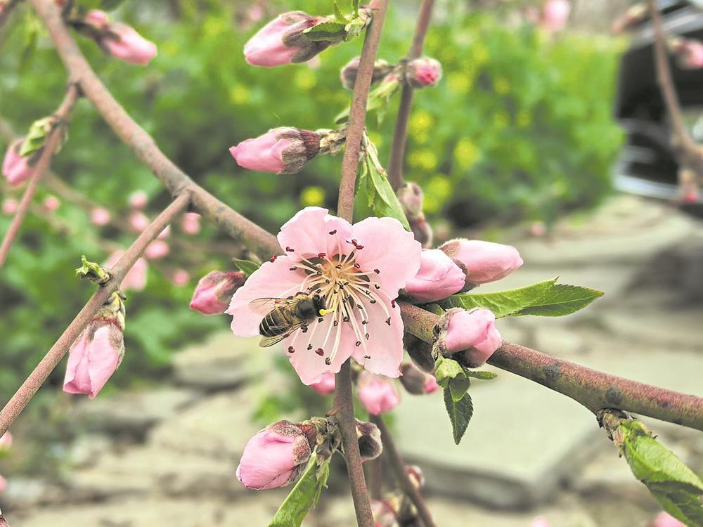 桃花盛开报春来。