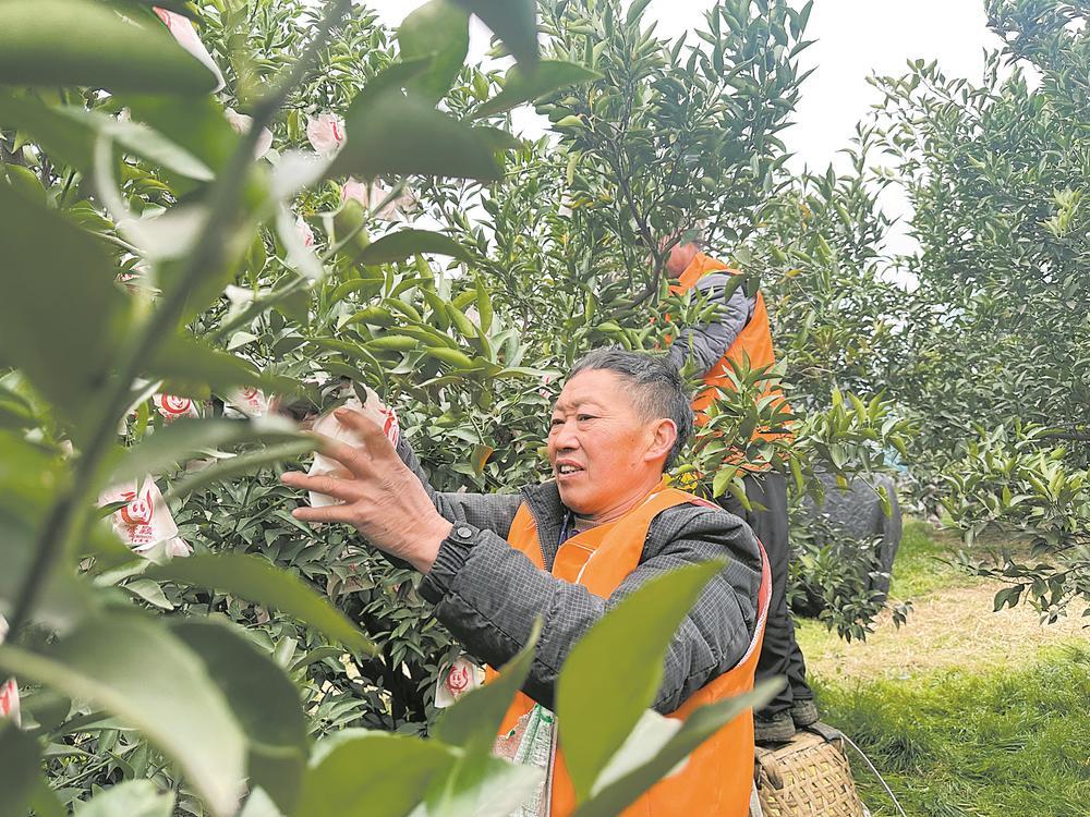 农户采摘耙耙柑。