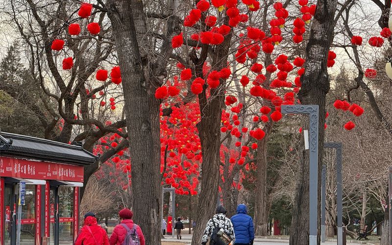 龙潭公园树上挂满红色灯笼。新京报记者 王贵彬 摄