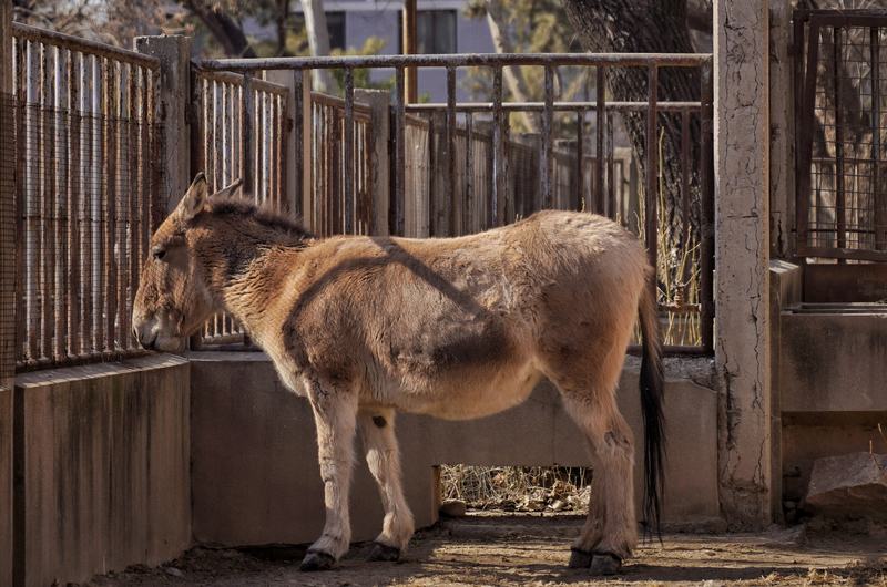 2月4日，北京动物园，亚洲野驴。新京报记者 薛珺 摄