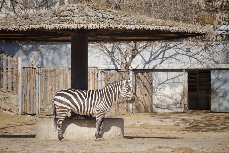 2月4日，北京动物园，斑马。新京报记者 薛珺 摄