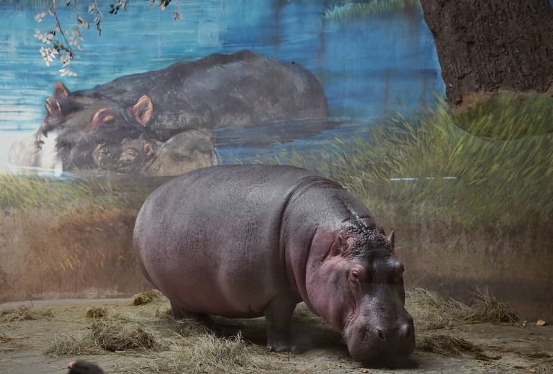 2月4日，北京动物园，河马。新京报记者 薛珺 摄
