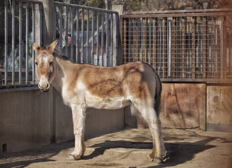 2月4日，北京动物园，藏野驴。新京报记者 薛珺 摄