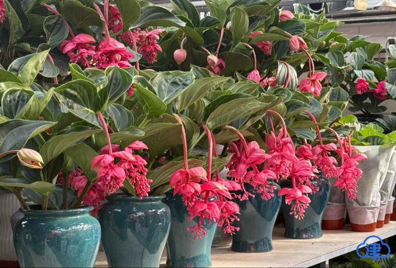 杨女士店铺内摆放的“宝莲灯”