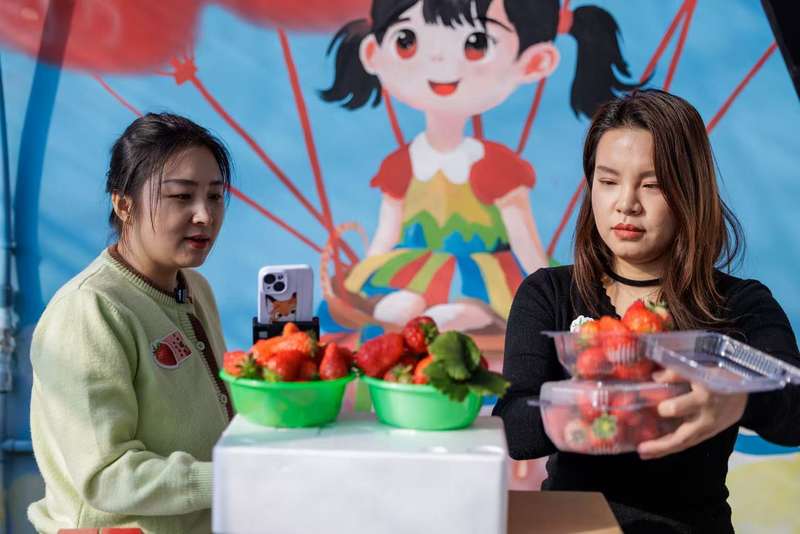 直播团队在草莓大棚内介绍刚采摘的草莓。新京报记者 王子诚 摄