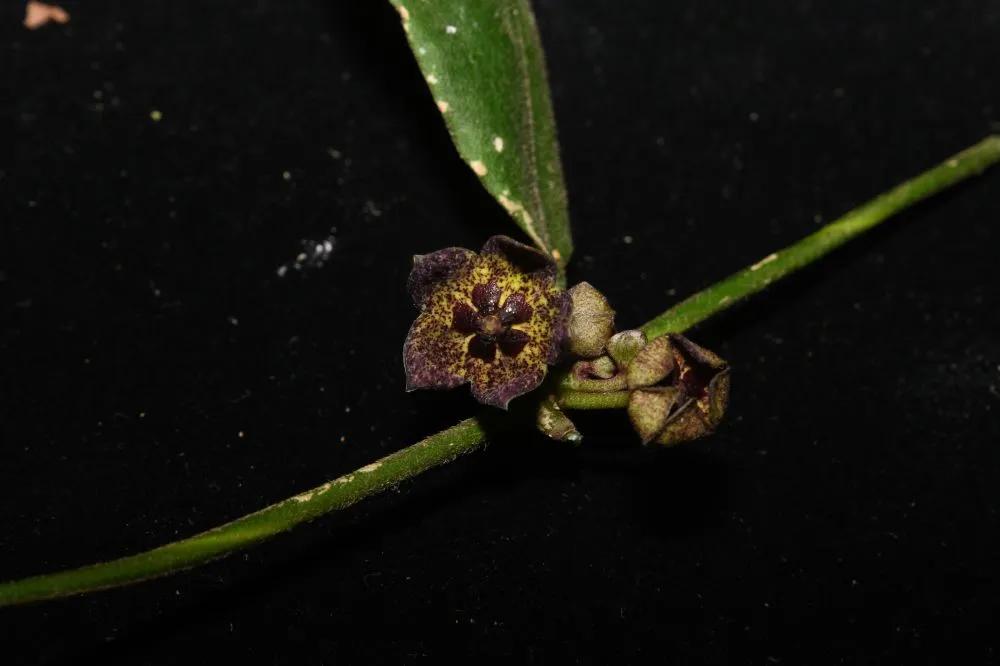 图为铜壁关醉魂藤。新华社发（杨荣聪 摄）