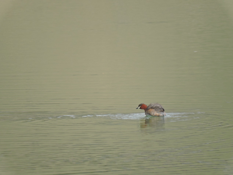 小鸊鷉。何雨珈 摄