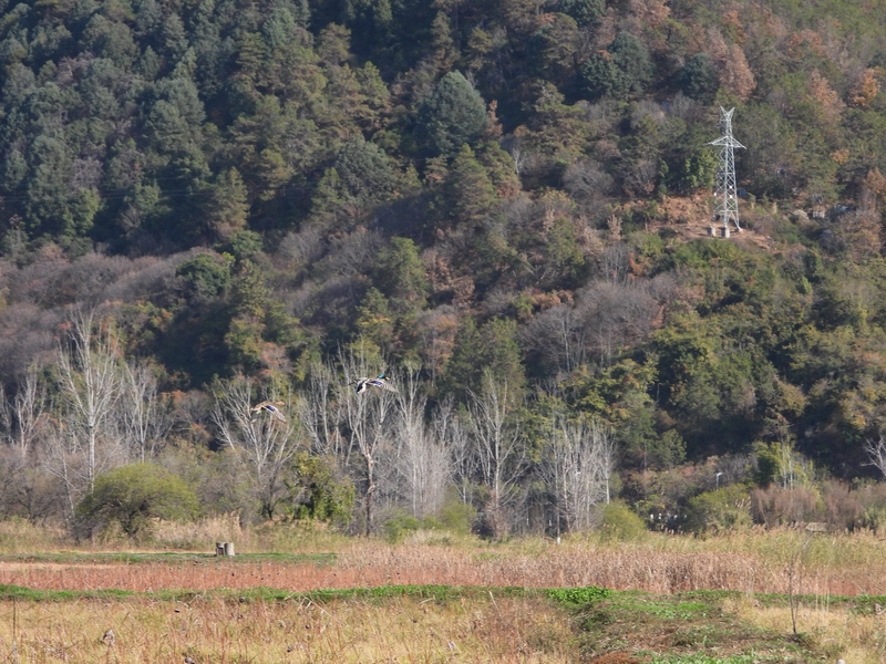 绿头鸭飞向远方。何雨珈 摄