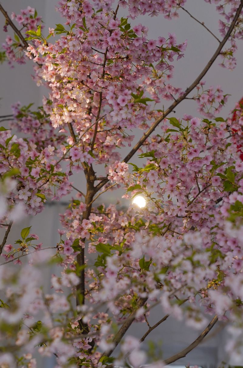 2月10日，玉渊潭公园室内樱花展，樱花通过促培技术提前绽放。新京报记者 薛珺 摄