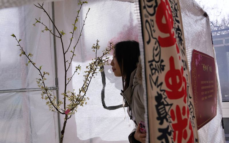 2月10日，玉渊潭公园室内樱花展，国樱新品“螺蛳粉樱”首次展出。新京报记者 薛珺 摄