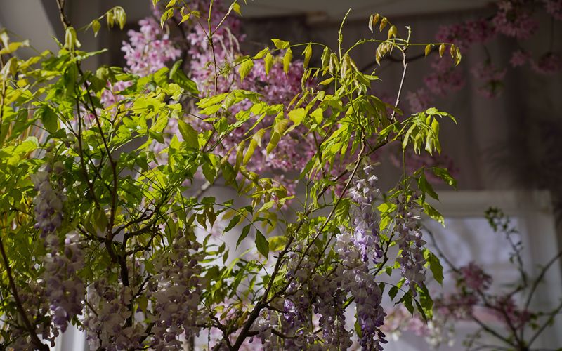 2月10日，玉渊潭公园室内樱花展，紫藤通过促培技术提前绽放。新京报记者 薛珺 摄