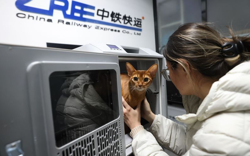 一位旅客正在安抚小猫情绪。新京报记者 王贵彬 摄