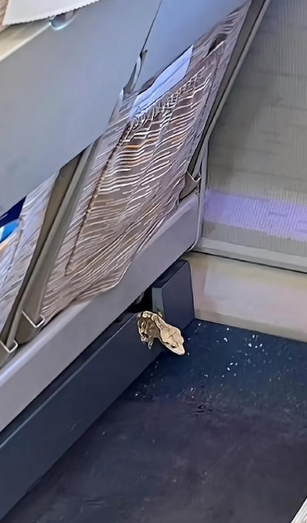 车厢内出现蜥蜴。图/短视频平台视频截图