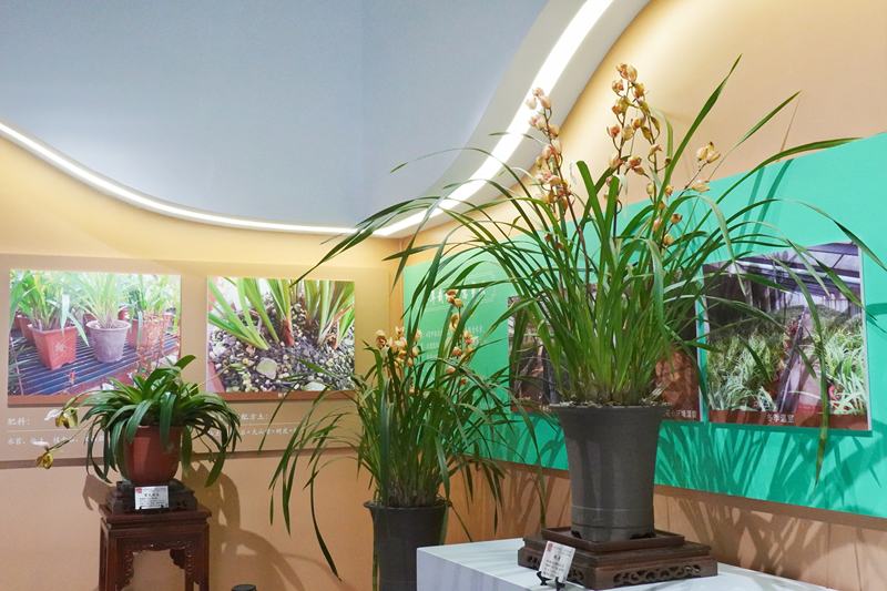 中山公园春兰展。中山公园供图