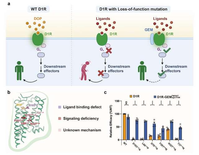 GEM拯救GPCR失活突变体。浙江大学供图