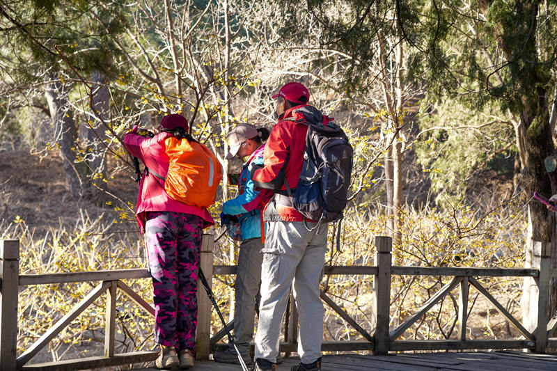 香山公园蜡梅开得正盛。香山公园供图