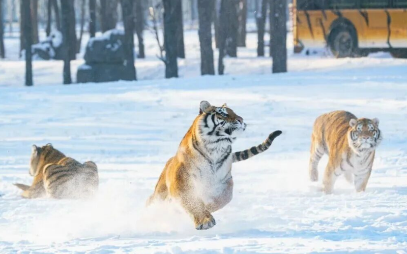 ▲东北虎在雪地上撒欢。图/黑龙江东北虎林园微信公众号