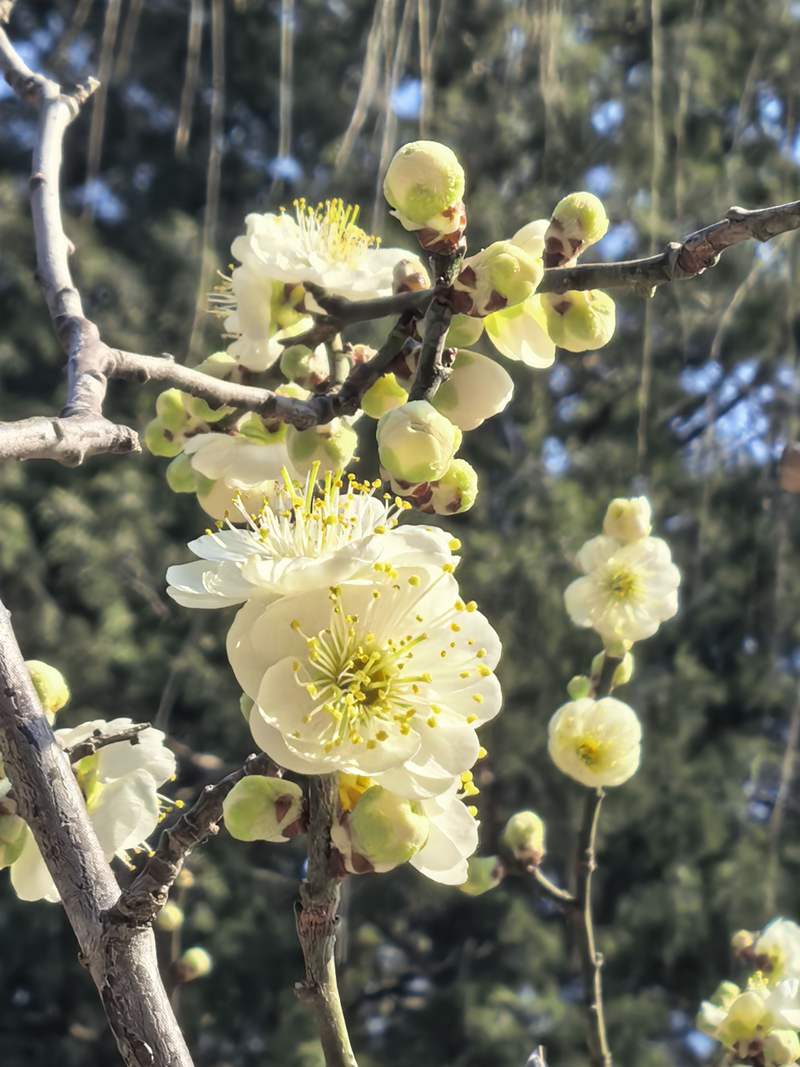 谐趣园绿萼梅。颐和园供图