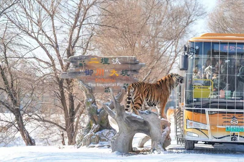 东北虎林园。图源：黑龙江东北虎林园公众号