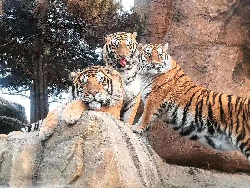 东北虎林园内的东北虎。受访者供图