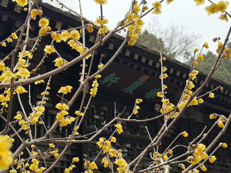 颐和园乐农轩区域内，蜡梅悄然绽放。颐和园供图