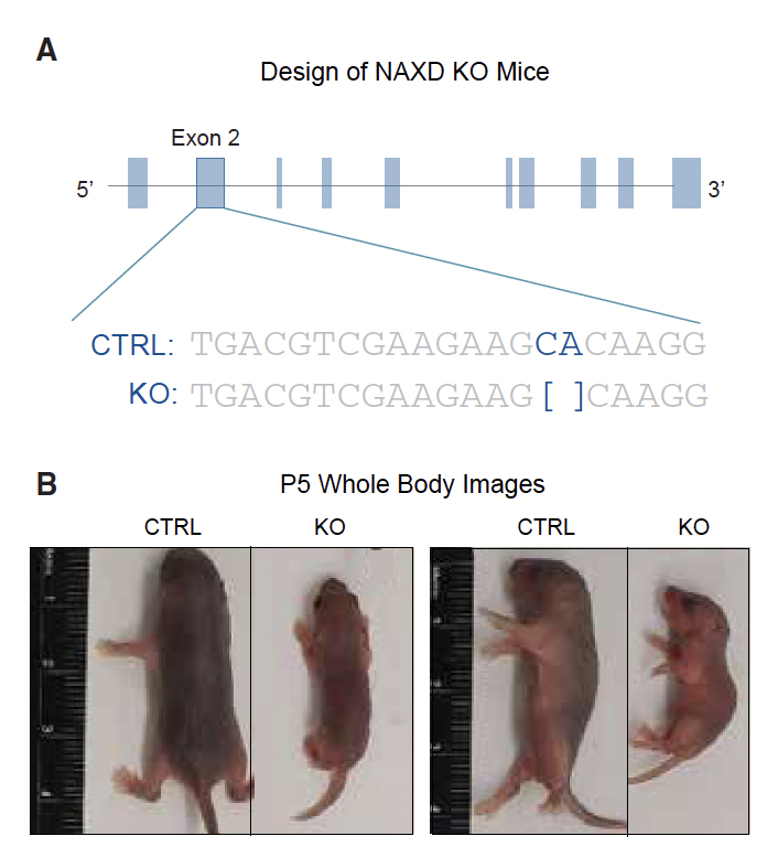 图 | NAXD 基因敲除小鼠模型（来源：上述论文）