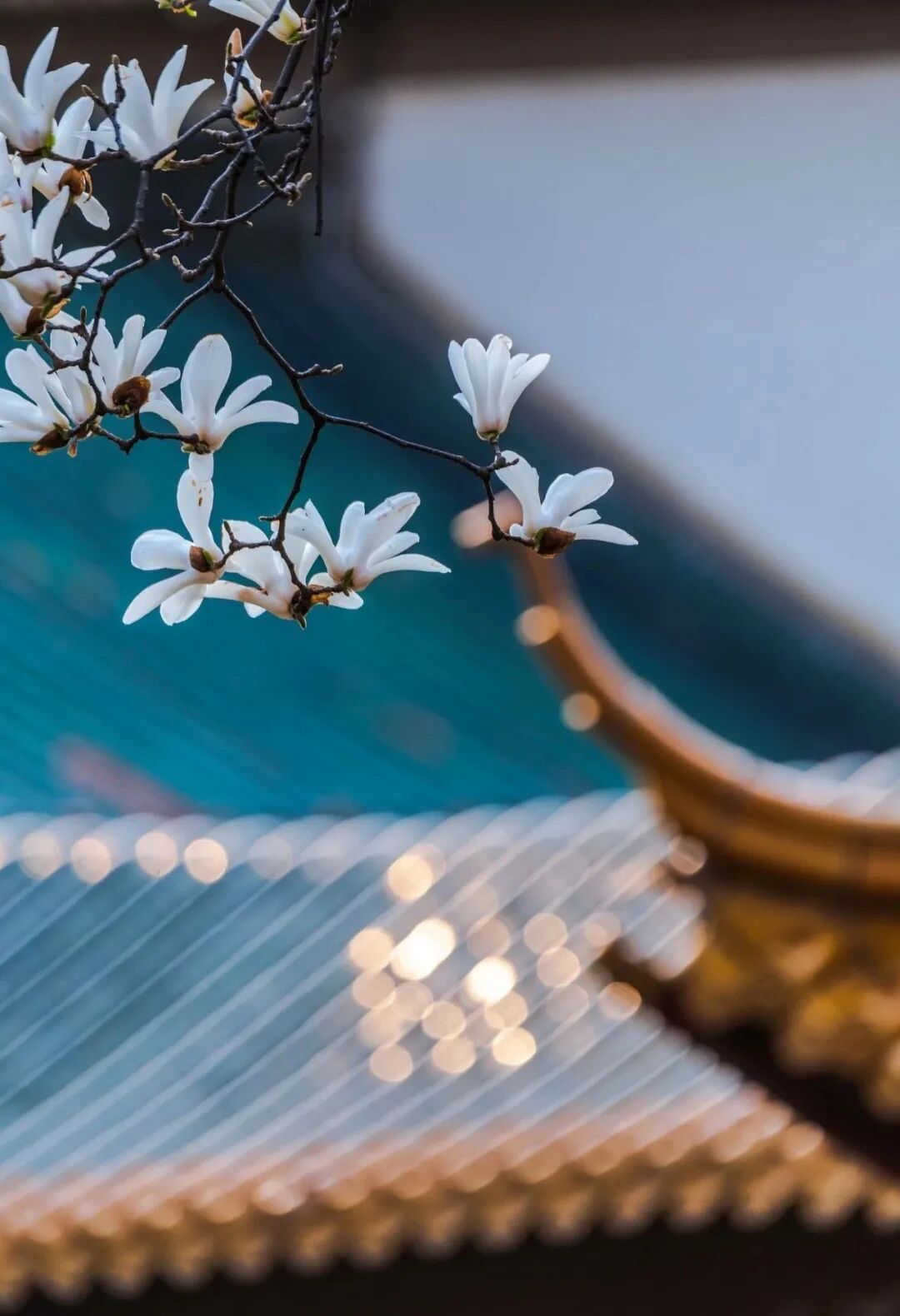 在诗词中春意盎然②丨朝天宫:玉兰花开,幽香自来|苏轼|春华|春花|舞衣|小露_新浪新闻