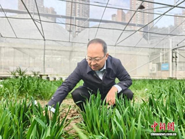 杨武云在查看试验田小麦生长情况。陈选斌 摄