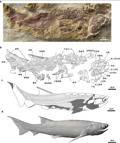 始骨鱼化石及复原。古脊椎所供图