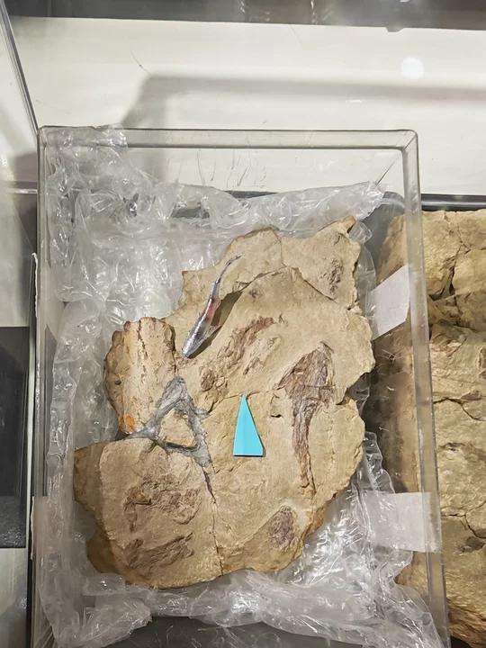 始骨鱼化石。新京报记者 张璐 摄