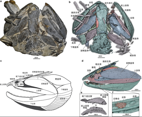 钝齿宏颌鱼化石及高精度CT重建。古脊椎所供图