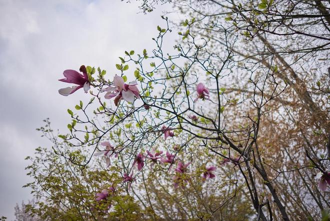 玉兰花开正当时｜这份春日拍摄指南让你的照片美出圈|构图|花瓣|光线|花姿|花期_新浪新闻