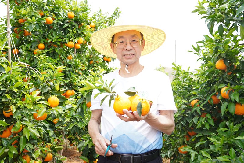 2025年5月，张福锁院士在云南大理宾川沃柑示范基地开展生产调研。中国农业大学供图