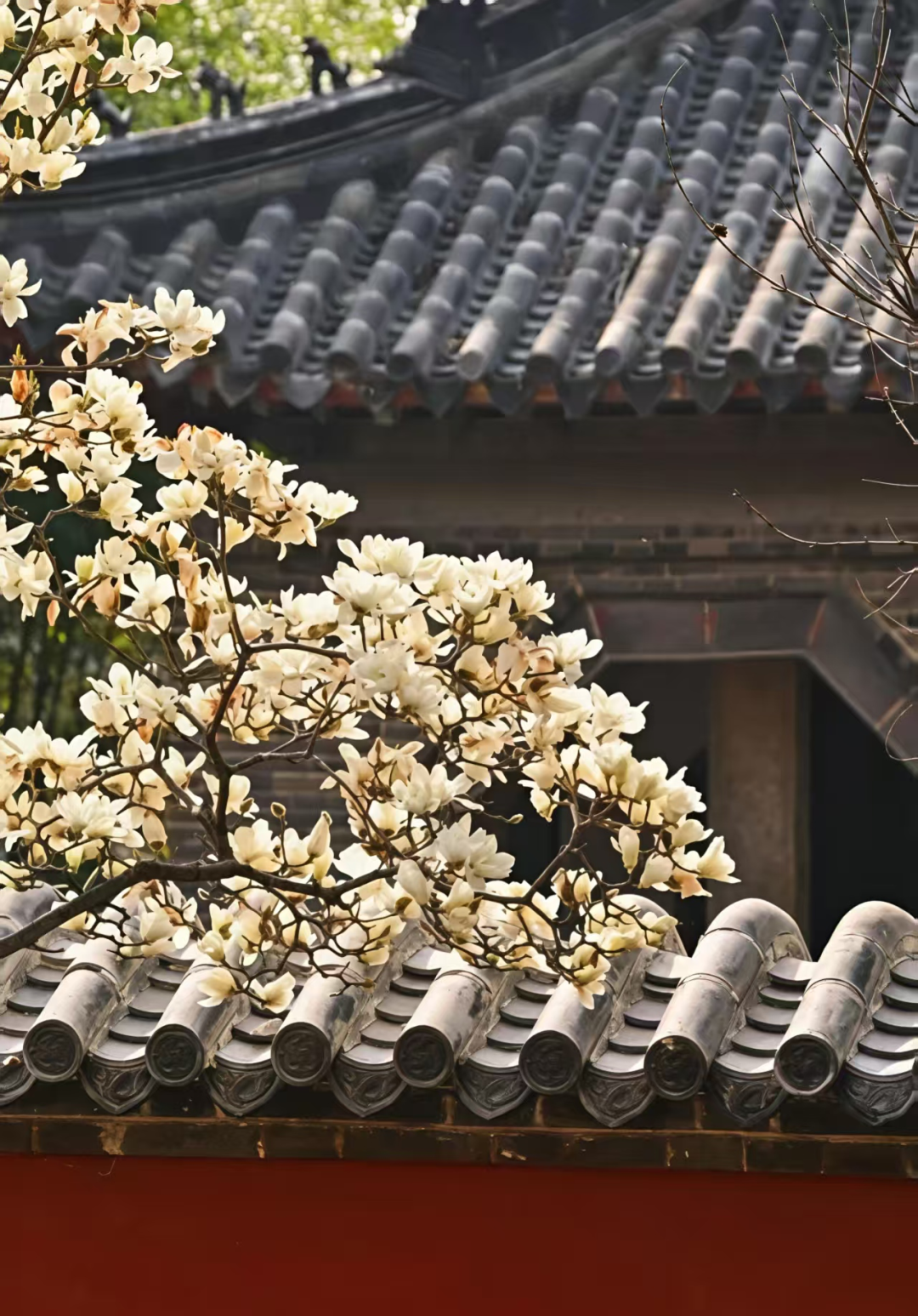 玉兰花开，一树尽是齐鲁春！_新浪财经_新浪网