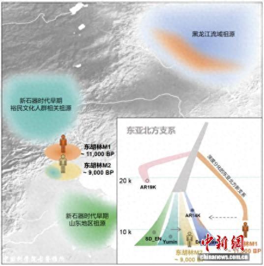 本项研究的东亚北方旧新石器时代过渡时期人群遗传历史示意图。中国科学院古脊椎所 供图