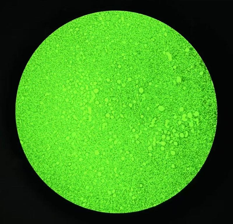 显微镜下的卵巢组织切片。 受访者供图