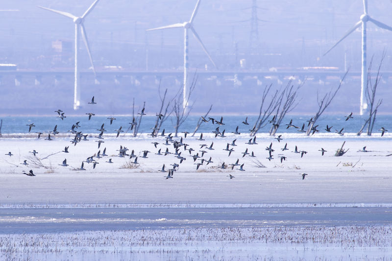 北京野鸭湖将迎来候鸟迁徙高峰。李晓鹏 摄