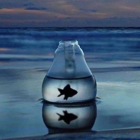 鱼那么信任水，水却煮了鱼！