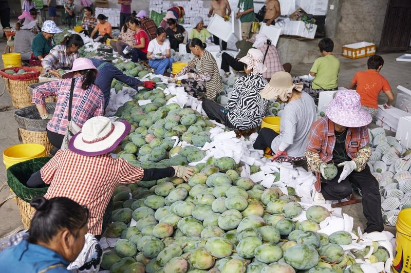 攀枝花的芒果在直播间卖出后，村民们打包发货。