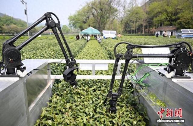 去年的采茶季，“AI采茶工”在杭州的西湖龙井茶园内上岗。王刚 摄