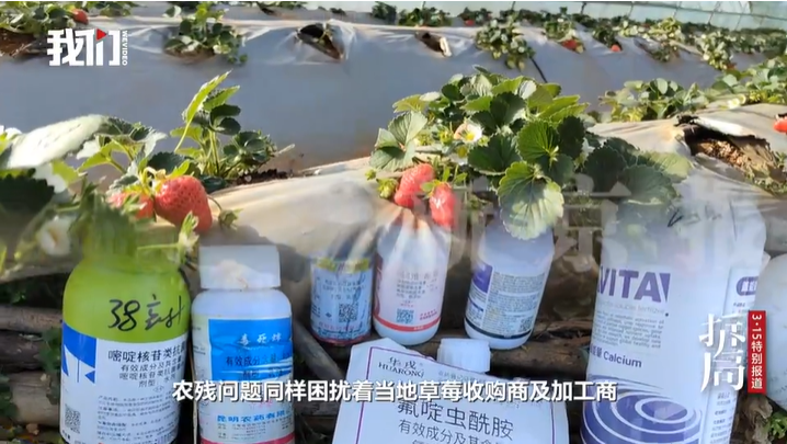 ▲冻干草莓“双重陷阱”：农残超标检测造假，原料含重金属进供应链。图/新京报我们视频截图