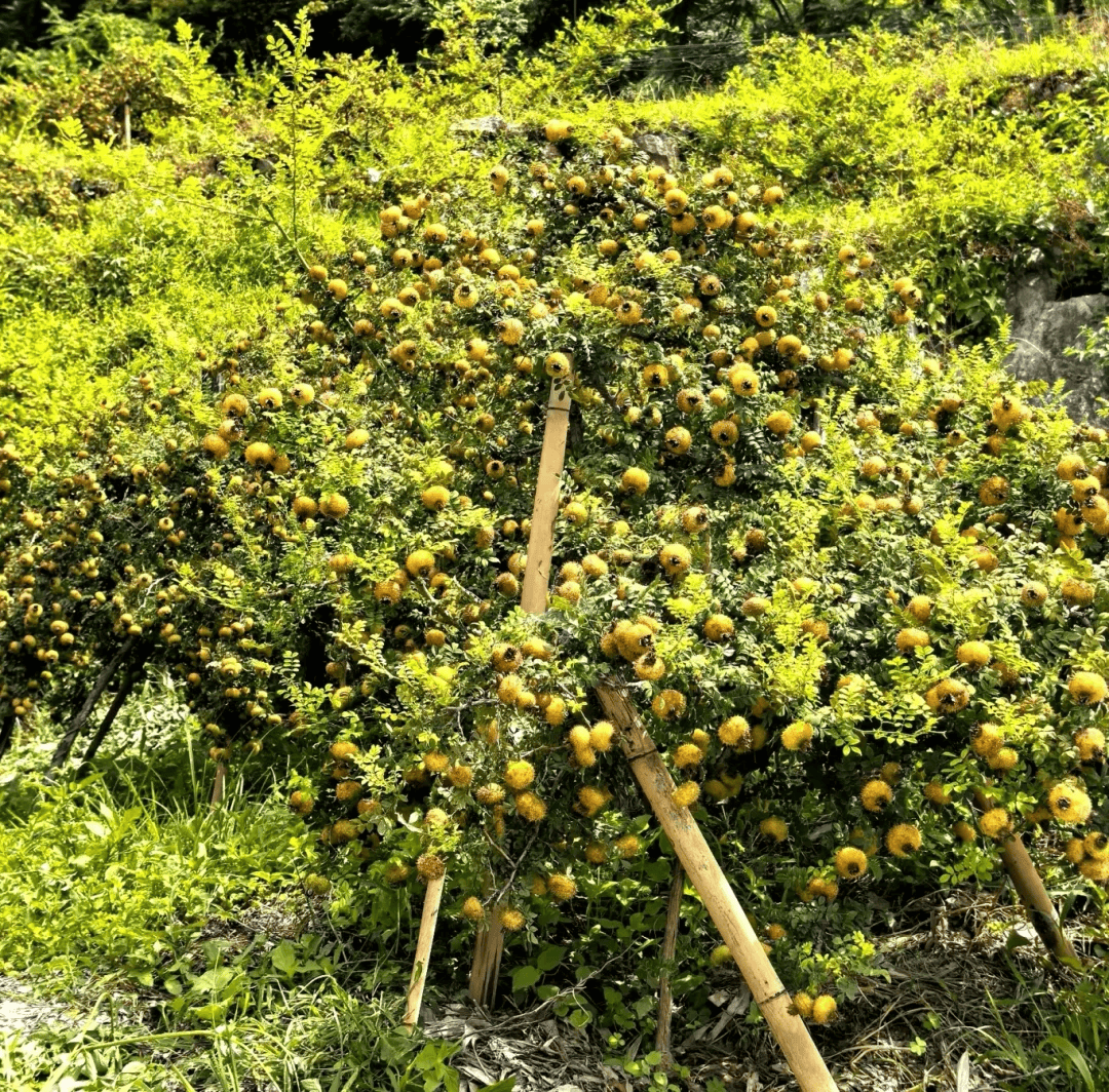 《五年时光里的“六盘水味道”》下篇①|一颗刺梨的“C”味:撑起亿元大产业|六盘水市|脱贫攻坚|贵州省|贵州|农户_新浪新闻
