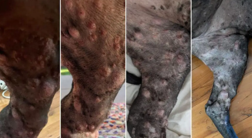 图 | 罗西的病情变化（来源：Paul Conyngham）