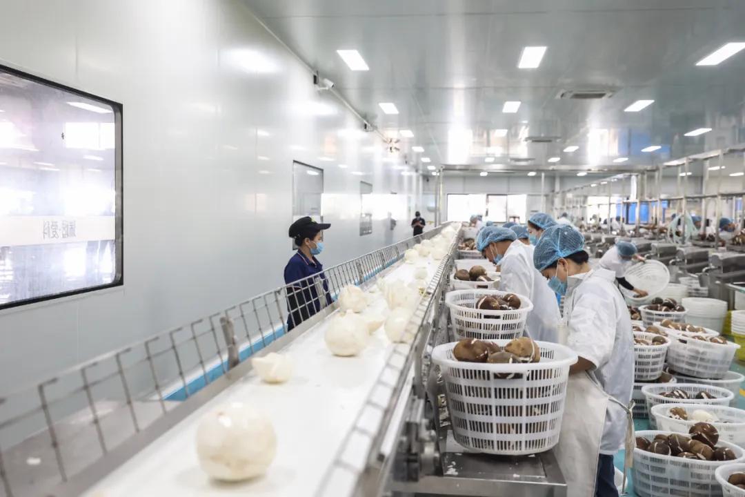 海南爱科椰业食品有限公司的工作人员在处理椰子/新华社记者张丽芸 摄