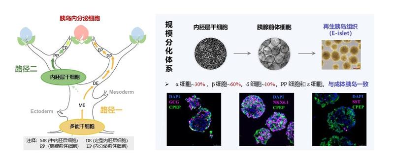 基于内胚层干细胞的胰岛体外再造技术。